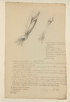 Cahiers d’Anatomie Pl.20 (18th Century)