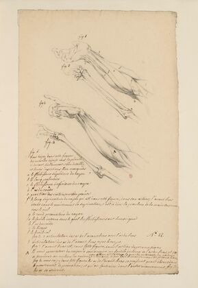 Cahiers d’Anatomie Pl.21 (18th Century)