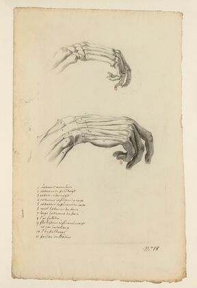 Cahiers d’Anatomie Pl.23 (18th Century)