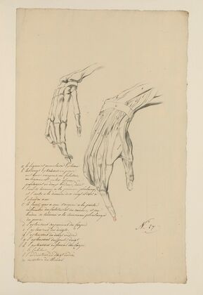 Cahiers d’Anatomie Pl.24 (18th Century)