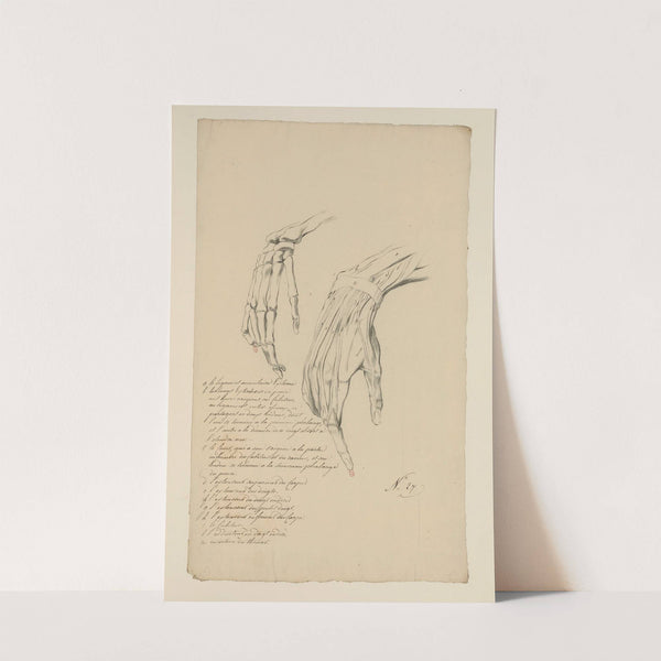 Cahiers d’Anatomie Pl.24 (18th Century) by Charles Monnet