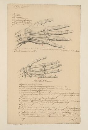 Cahiers d’Anatomie Pl.25 (18th Century)