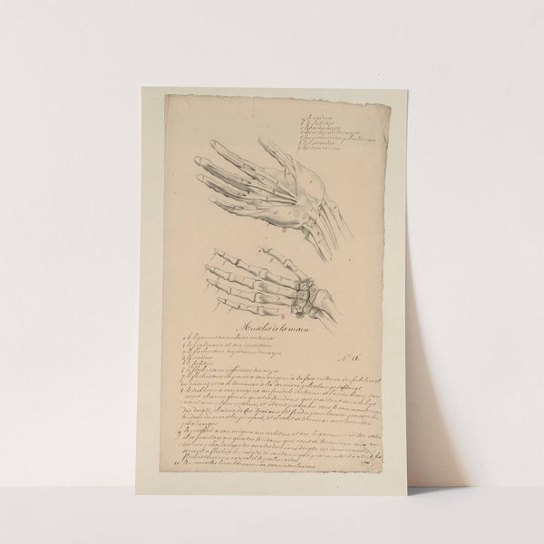 Cahiers d’Anatomie Pl.27 (18th Century) by Charles Monnet