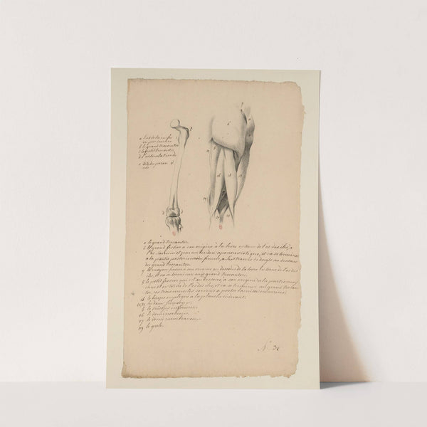Cahiers d’Anatomie Pl.32 (18th Century) by Charles Monnet