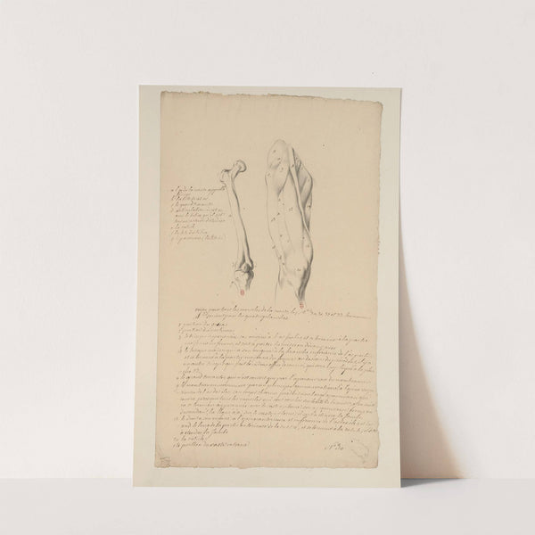 Cahiers d’Anatomie Pl.34 (18th Century) by Charles Monnet