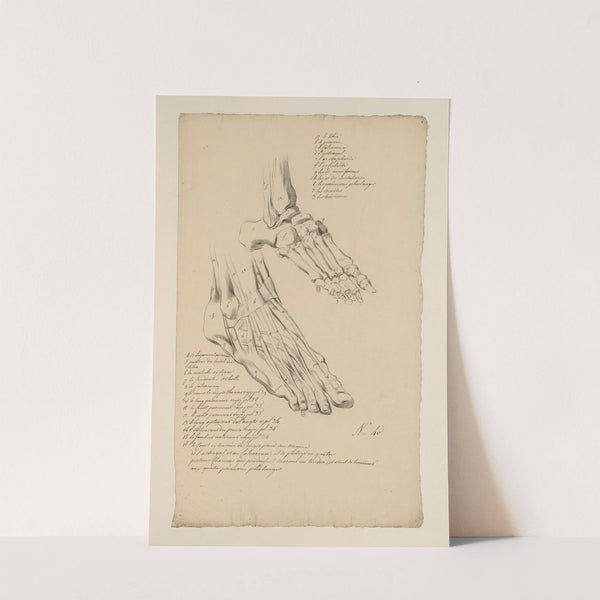 Cahiers d’Anatomie Pl.36 (18th Century) by Charles Monnet