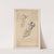 Cahiers d’Anatomie Pl.38 (18th Century) by Charles Monnet