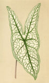 Caladium Belleymii