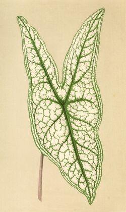 Caladium Belleymii
