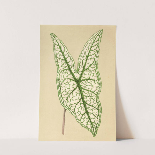 Caladium Belleymii by Edward Joseph Lowe