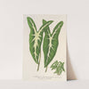 Caladium Lemaireanum by Charles Antoine Lemaire