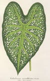 Caladium mirabile