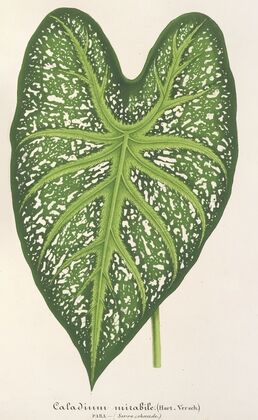 Caladium mirabile