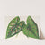 Caladium (variétés ou espèces nouvelles de) by Charles Antoine Lemaire