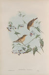 Calamodyta aquatica. Aquatic Warbler. (1862-1873)