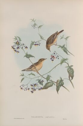 Calamodyta aquatica. Aquatic Warbler. (1862-1873)