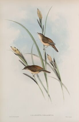 Calamodyta phragmitis. Sedge Warbler, or Chat. (1862-1873)