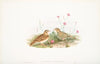 Calandrella brachydactyla. Short-toed Lark. (1862-1873)