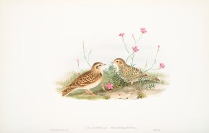 Calandrella brachydactyla. Short-toed Lark. (1862-1873)
