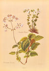 Calceolaria Sinclairii