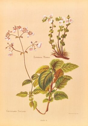 Calceolaria Sinclairii