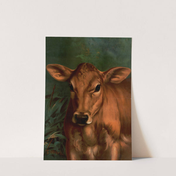 Calf&#039;s Head by Thaddeus Welch