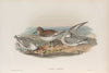 Calidris arenaria. Sanderling. (1862-1873)