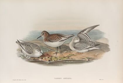 Calidris arenaria. Sanderling. (1862-1873)