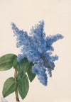 California Lilac (Ceanothus thyrsiflorus) (1935)