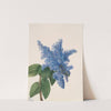 California Lilac (Ceanothus thyrsiflorus) (1935) by Mary Vaux Walcott