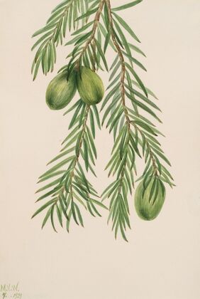 Persimmon (Diospyros virginiana) (1932)
