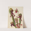 California Pitcherplant (Chrysamphora californica) (1924) by Mary Vaux Walcott