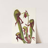 California Pitcherplant. Chrysamphora californica (1925) by Mary Vaux Walcott