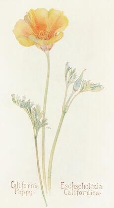 California Poppy