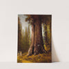 California Redwood Trees by Thomas Hill