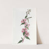 Californian Clarkia by Sydenham Edwards