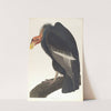Californian vulture by John James Audubon
