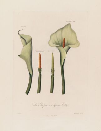 Calla Ethiopica, or African Calla (1799–1810)