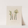 Calla Ethiopica, or African Calla (1799–1810) by Robert John Thornton