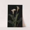 Calla Lilies by George Cochran Lambdin