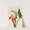 Calla Lily (1877) by Mary Vaux Walcott