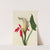Calla Lily (1877) by Mary Vaux Walcott
