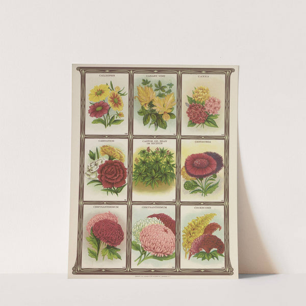 Calliopsis, Canary vine, Canna, Carnation&#8230;.. (1921) by Genesee Valley Lithograph Co.