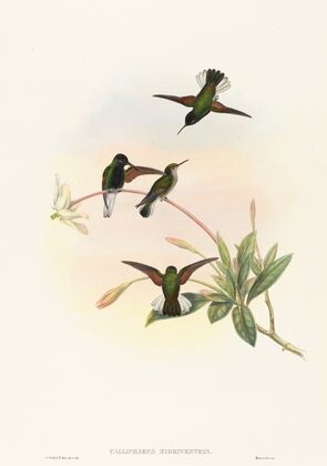 Callipharus nigriventris (Black-bellied Hummingbird)