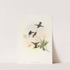 Callipharus nigriventris (Black-bellied Hummingbird) by John Gould