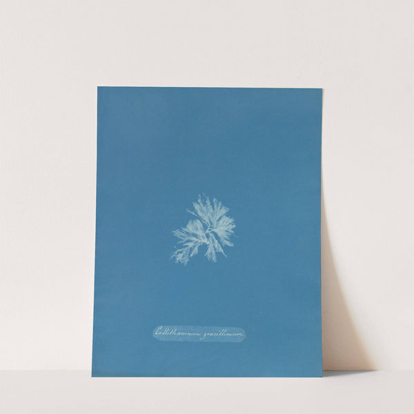 Callithamnion gracillimum by Anna Atkins