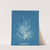 Callithamnion plumula by Anna Atkins