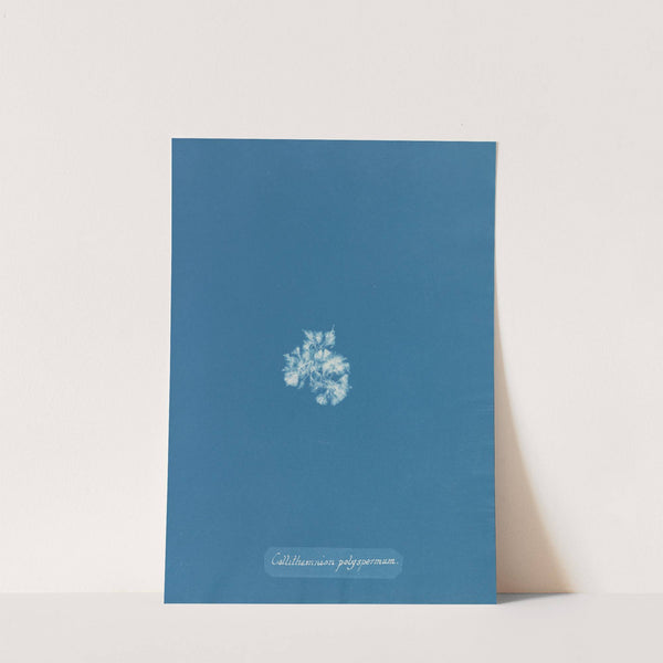 Callithamnion polyspermum by Anna Atkins