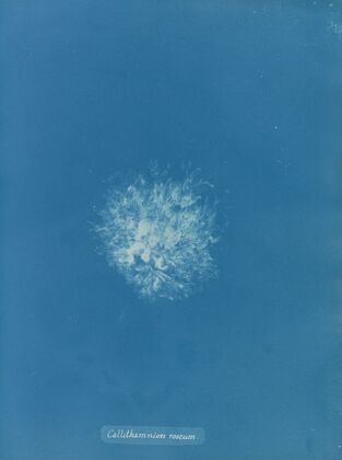 Callithamnion roseum