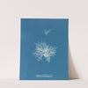 Callithamnion tetragonum by Anna Atkins